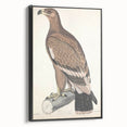 Vintage Animal Art - Retro White Bandied Eagle Illustration