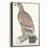 Vintage Animal Art - Retro White Bandied Eagle Illustration