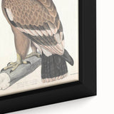 Vintage Animal Art - Retro White Bandied Eagle Illustration