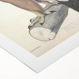 Vintage Animal Art - Retro White Bandied Eagle Illustration