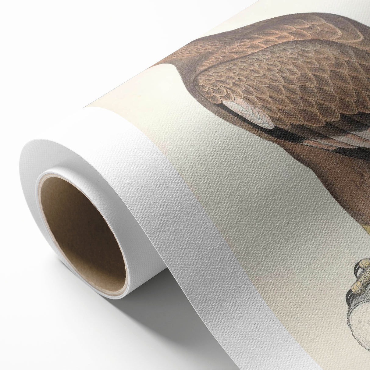 Vintage Animal Art - Retro White Bandied Eagle Illustration