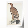 Vintage Animal Art - Retro White Bandied Eagle Illustration