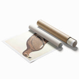 Vintage Animal Art - Retro White Bandied Eagle Illustration