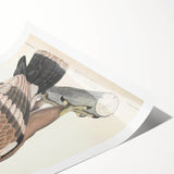 Vintage Animal Art - Retro White Bandied Eagle Illustration