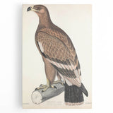 Vintage Animal Art - Retro White Bandied Eagle Illustration