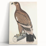 Vintage Animal Art - Retro White Bandied Eagle Illustration