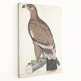 Vintage Animal Art - Retro White Bandied Eagle Illustration