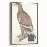 Vintage Animal Art - Retro White Bandied Eagle Illustration