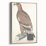 Vintage Animal Art - Retro White Bandied Eagle Illustration