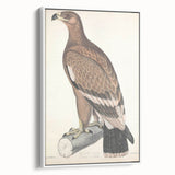 Vintage Animal Art - Retro White Bandied Eagle Illustration