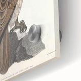 Vintage Animal Art - Retro Lined Fishing Eagle Illustration