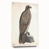 Vintage Animal Art - Retro Lined Fishing Eagle Illustration