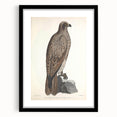 Vintage Animal Art - Retro Lined Fishing Eagle Illustration