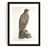 Vintage Animal Art - Retro Lined Fishing Eagle Illustration
