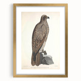 Vintage Animal Art - Retro Lined Fishing Eagle Illustration