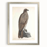 Vintage Animal Art - Retro Lined Fishing Eagle Illustration