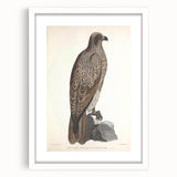 Vintage Animal Art - Retro Lined Fishing Eagle Illustration