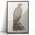 Vintage Animal Art - Retro Lined Fishing Eagle Illustration