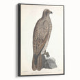 Vintage Animal Art - Retro Lined Fishing Eagle Illustration