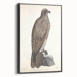 Vintage Animal Art - Retro Lined Fishing Eagle Illustration