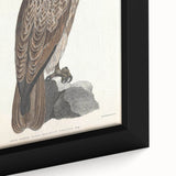 Vintage Animal Art - Retro Lined Fishing Eagle Illustration