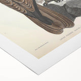 Vintage Animal Art - Retro Lined Fishing Eagle Illustration