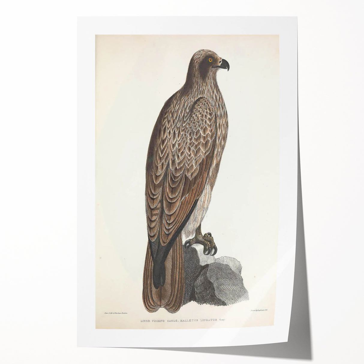Vintage Animal Art - Retro Lined Fishing Eagle Illustration