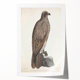 Vintage Animal Art - Retro Lined Fishing Eagle Illustration