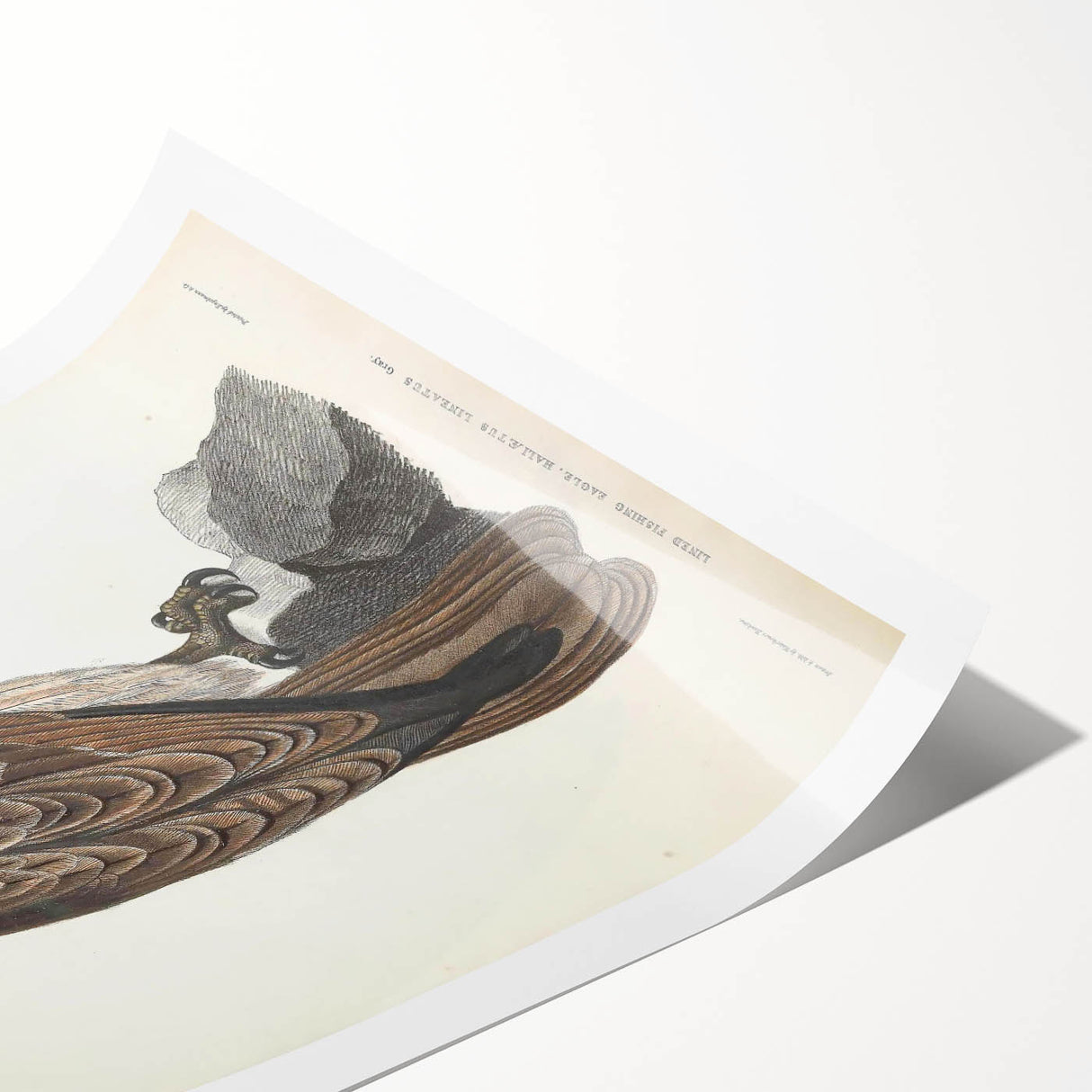 Vintage Animal Art - Retro Lined Fishing Eagle Illustration