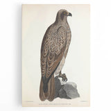 Vintage Animal Art - Retro Lined Fishing Eagle Illustration