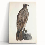 Vintage Animal Art - Retro Lined Fishing Eagle Illustration