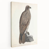 Vintage Animal Art - Retro Lined Fishing Eagle Illustration