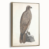 Vintage Animal Art - Retro Lined Fishing Eagle Illustration