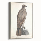 Vintage Animal Art - Retro Lined Fishing Eagle Illustration