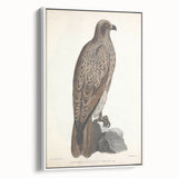 Vintage Animal Art - Retro Lined Fishing Eagle Illustration