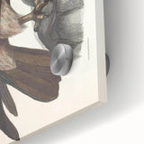 Vintage Animal Art - Retro Plain Fishing Eagle Illustration