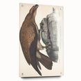 Vintage Animal Art - Retro Plain Fishing Eagle Illustration