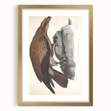 Vintage Animal Art - Retro Plain Fishing Eagle Illustration