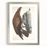 Vintage Animal Art - Retro Plain Fishing Eagle Illustration