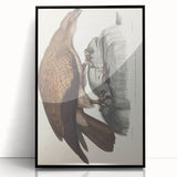Vintage Animal Art - Retro Plain Fishing Eagle Illustration