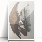 Vintage Animal Art - Retro Plain Fishing Eagle Illustration