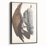 Vintage Animal Art - Retro Plain Fishing Eagle Illustration