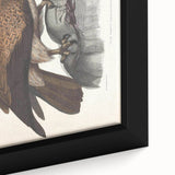 Vintage Animal Art - Retro Plain Fishing Eagle Illustration