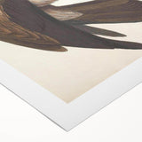 Vintage Animal Art - Retro Plain Fishing Eagle Illustration