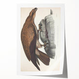 Vintage Animal Art - Retro Plain Fishing Eagle Illustration