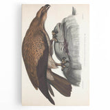 Vintage Animal Art - Retro Plain Fishing Eagle Illustration