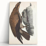 Vintage Animal Art - Retro Plain Fishing Eagle Illustration