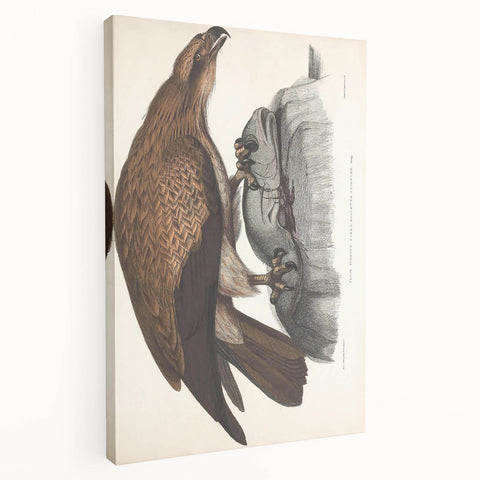 Vintage Animal Art - Retro Plain Fishing Eagle Illustration