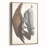 Vintage Animal Art - Retro Plain Fishing Eagle Illustration