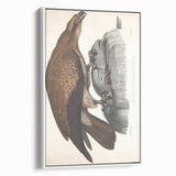 Vintage Animal Art - Retro Plain Fishing Eagle Illustration